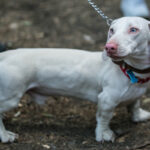 perro salchicha blanco
