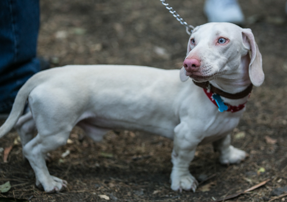 perro salchicha blanco