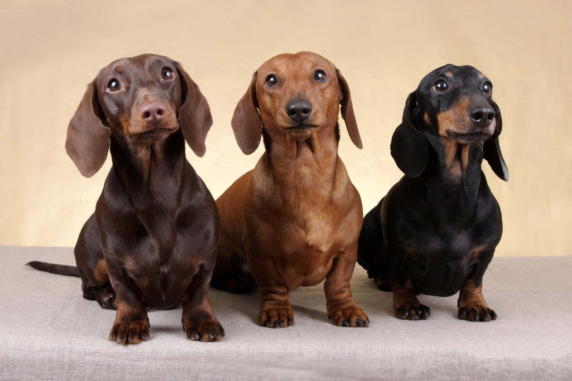 Perros Dachshund