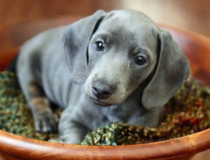 Cachorro perro salchicha color gris blue